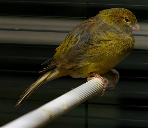 死雀|Domestic canary